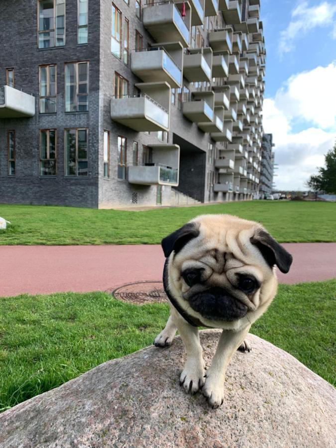 Apartment pug store